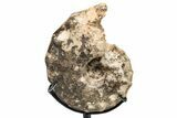 Cretaceous Ammonite (Mammites) Fossil with Metal Stand - Morocco #217414-2